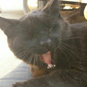 Meet your Posher, Sami